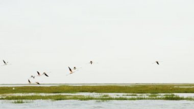 A flock of flamingo birds flies at Lac Naila, Atlantic coast, in Morocco. 4k footage.