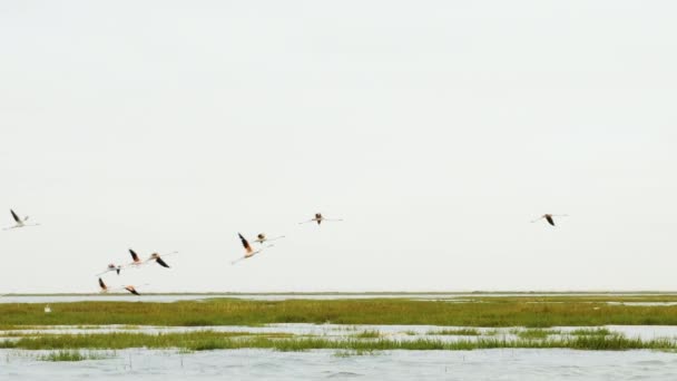 Flock Flamingo Birds Flies Lac Naila Atlantic Coast Morocco Footage — ストック動画