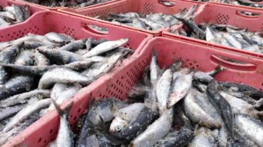 Closeup of freshly caught sardines on ice at the fish market in Essaouira, Morocco. Food background food footage 4k. 