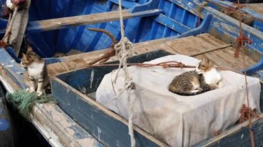 Street cat sits on an old, wooden, blue fishing boat in the harbor of Essaouira, Morocco. 4k footage.