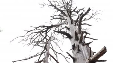 Abstract dry dead Atlas cedar tree in Azrou, Morocco. Concept of drought, natural disasters, climate change and global warming. 4k footage.
