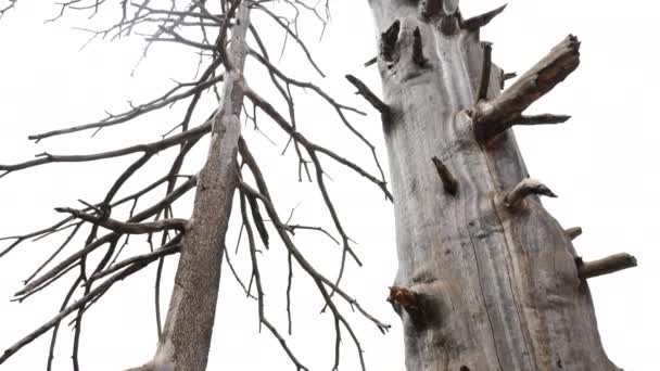 Abstract Dry Dead Atlas Cedar Tree Azrou Morocco Concept Drought — Stock videók