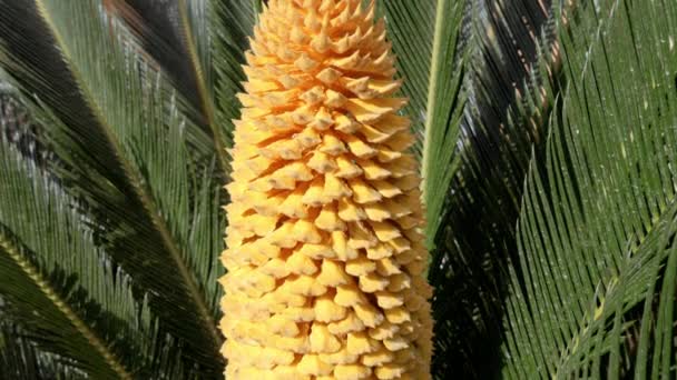 Cycad Plant Yellow Flower Cone Nature Background Footage — 图库视频影像