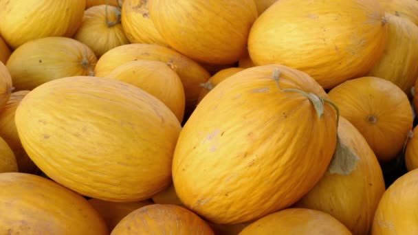 Yellow Fresh Canary Melons Farmers Market Morocco Food Background Footage — Stock video