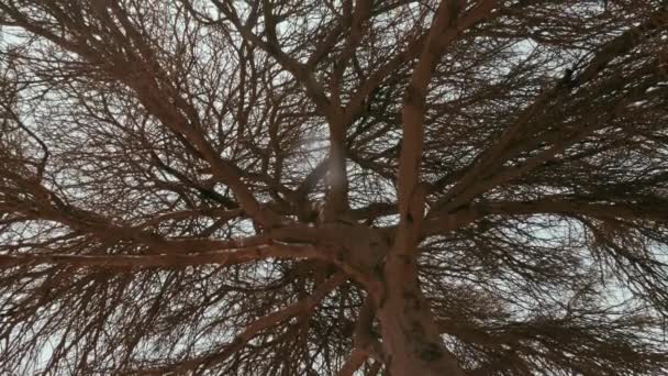 Загорелись Ветки Деревьев Акации Текстурная Природа Фон Кадров — стоковое видео