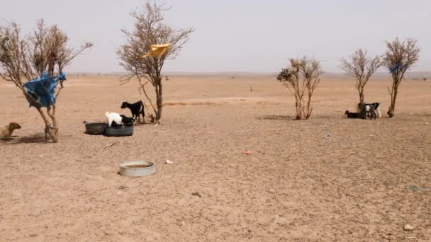 Huts Livestock Goats Nomads Living Sahara Desert Morocco Footage — Stock Video