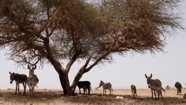 Burros Descansam Sombra Uma Árvore Acácia Deserto Saara Marrocos Filmagem — Vídeo de Stock