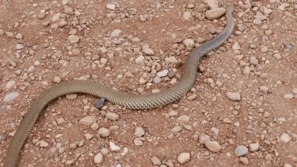 Wild Montpellier Snake Moves Stony Desert Ground Morocco Footage — Stock Video