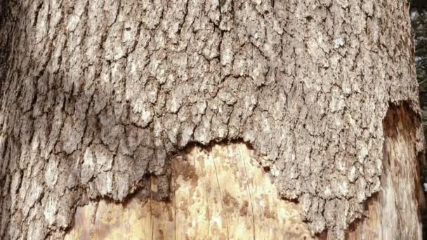 Abstract Dry Dead Atlas Cedar Tree Azrou Morocco Concept Drought — Stockvideo