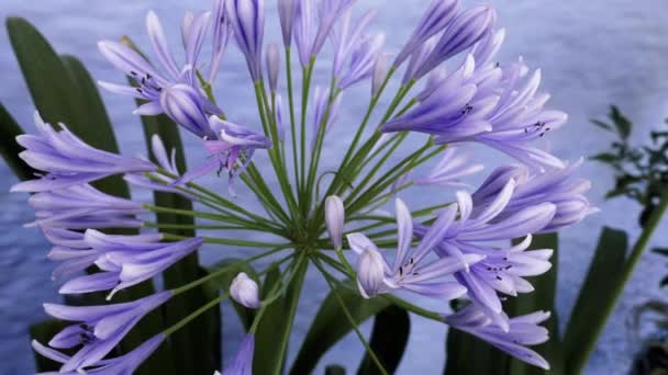 Giglio Africano Agapanto Fiore Contro Muro Blu Natura Sfondo Filmato — Video Stock