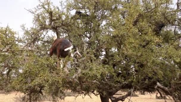 Getter Ett Arganträd Äter Blad Essaouira Marocko Trädet Odlas För — Stockvideo