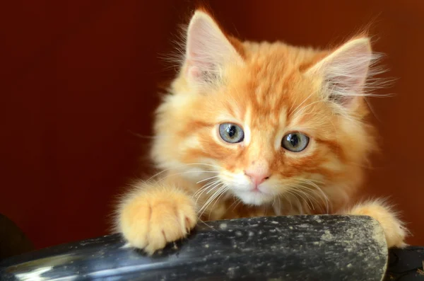Любопытный котёнок — стоковое фото
