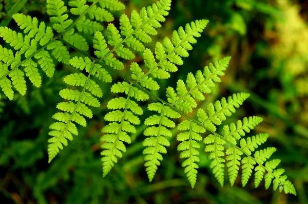 Skogen fern — Stockfoto