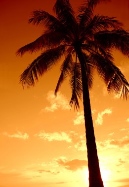 tropikal sunset paradise palm