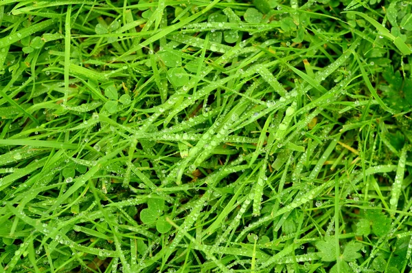 Wet Grass Background — Stock Photo, Image