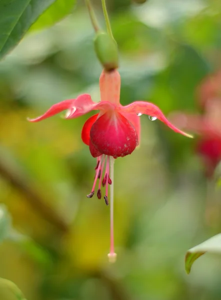 Flor de fúcsia — Fotografia de Stock