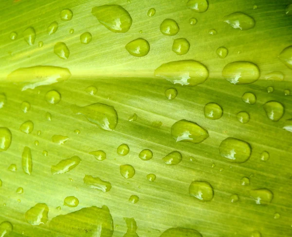 Wet Leaf — Stock Photo, Image