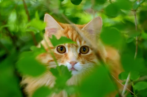 Hiding Ginger Cat — Stock Photo, Image