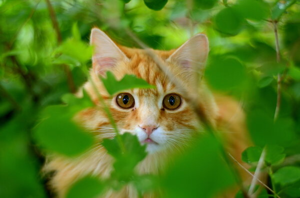 Hiding Ginger Cat Stock Photo