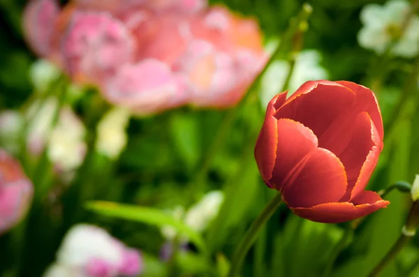 Flowerbed With Tulip — Stock Photo, Image
