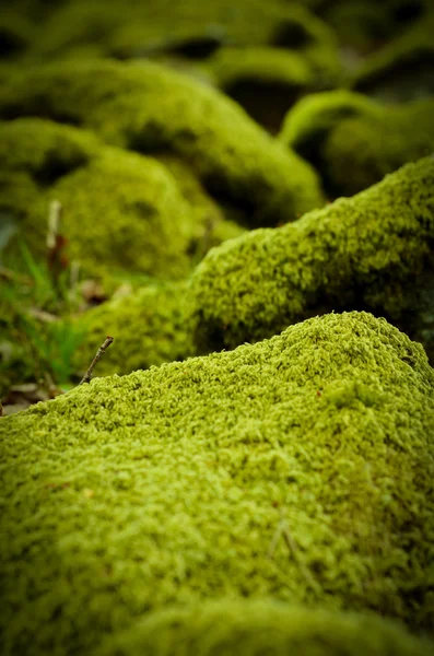 Mossy stenen — Stockfoto