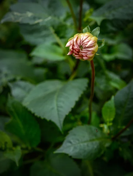 Stängt rosa blomma — Stockfoto