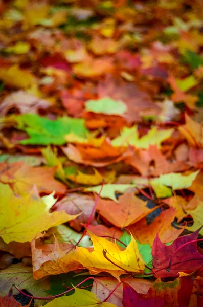 Hojas de otoño coloreadas — Foto de Stock