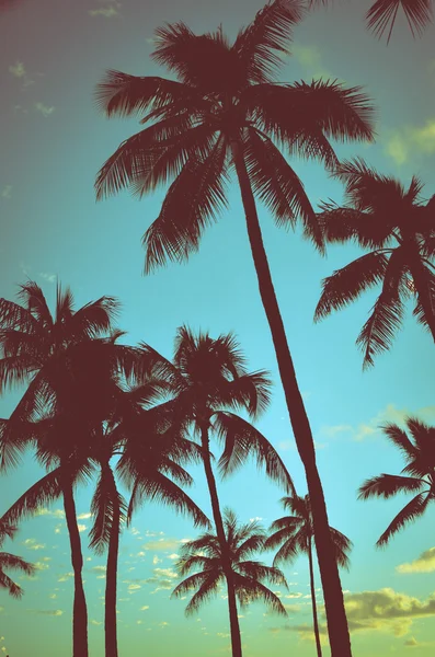 Винтажные тропические пальмы Лицензионные Стоковые Фото