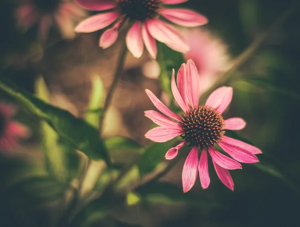 Fiori in stile retrò — Foto Stock