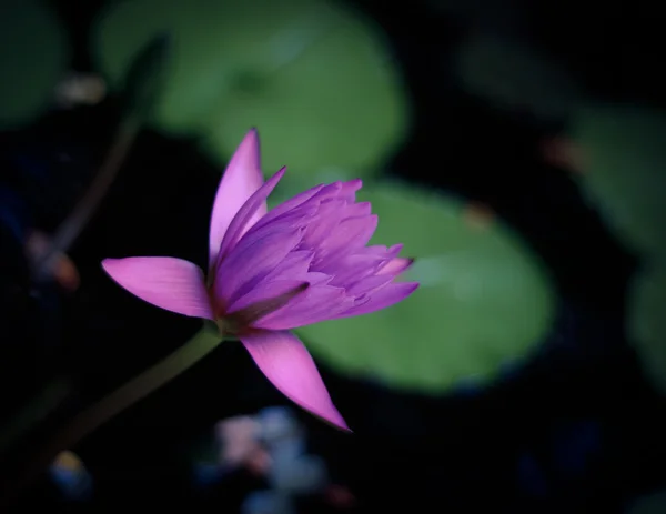 Öffnung der Seerose — Stockfoto