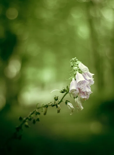 Kwiaty las retro — Zdjęcie stockowe