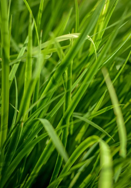 Wysoki bujna trawa tło — Zdjęcie stockowe