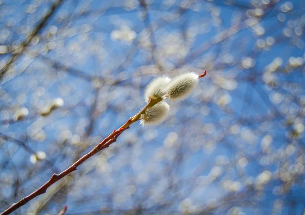 Pussy Willow Catkins — Stock Photo, Image