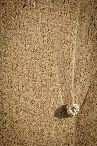 Beach Coral — Zdjęcie stockowe