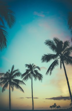 Hawaii retro günbatımı palmiye ağaçları