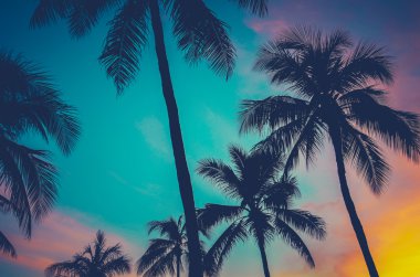 gün batımında Hawaii palmiye ağaçları