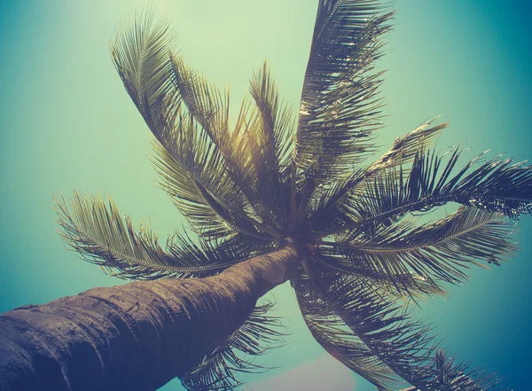 ретро відфільтрованих одного пальмових дерев