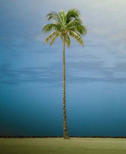 复古风格单一高大的棕榈树 — 图库照片