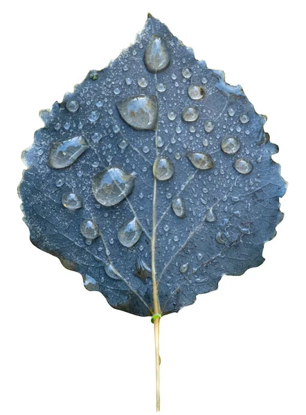 Изолированный Лист Осенью Капельками Воды Белом Фоне — стоковое фото