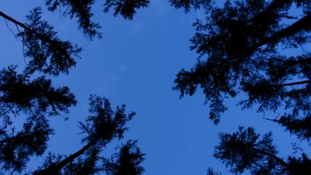 Obracający Się Kadr Leśnych Wierzchołków Drzew Dołu Podczas Zmierzchu — Wideo stockowe