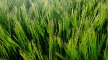 Rüzgarın Arkaplanı Gün batımında Bir Buğday Tarlasında Esiyor