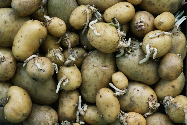 Background Texture Old Potatoes Sprouts — Stock Photo, Image