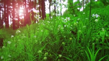 Karanlık çöktüğünde Ormanda Rüzgarda Yürüyen Çiçekler