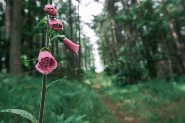 Forest Trail Foxglove Flower Foreground Shallow Depth Field — Stock Photo, Image