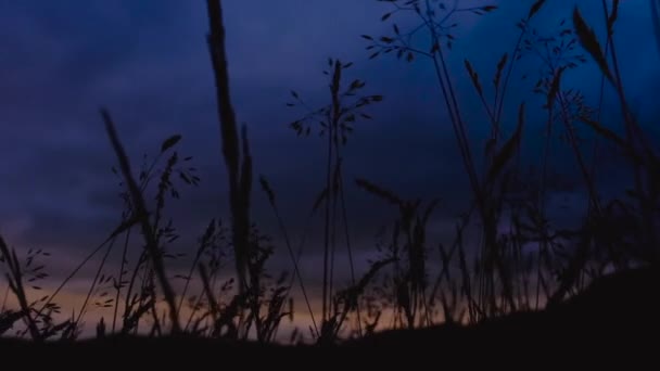 Slow Motion Video Summer Grasses Moving Wind Sunset — стоковое видео