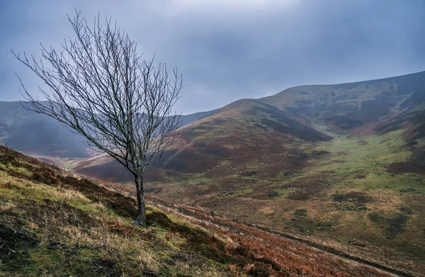 Lone Tree Bleak Windswept Valley Scottish Borders — Stok fotoğraf