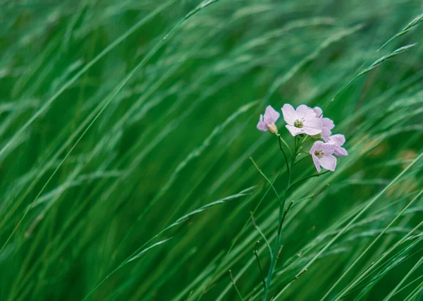 Delicate Lilac Wildflower Long Grass Copy Space — Zdjęcie stockowe