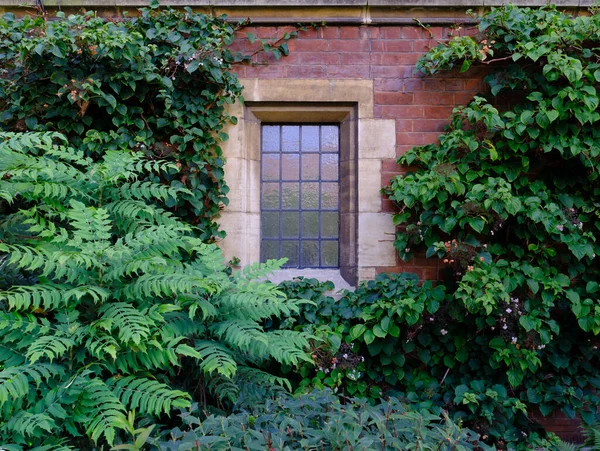 Prestijli Üniversite Koleji Nin Duvarında Bir Pencereyi Çevreleyen Yaprakların Akademik — Stok fotoğraf