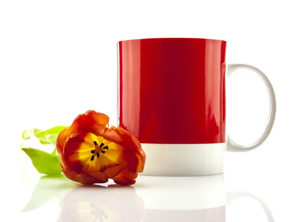 Taza roja con tulipán sobre fondo blanco — Foto de Stock