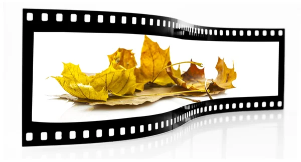 Autumn leafs film strip isolated on white background — Stock Photo, Image